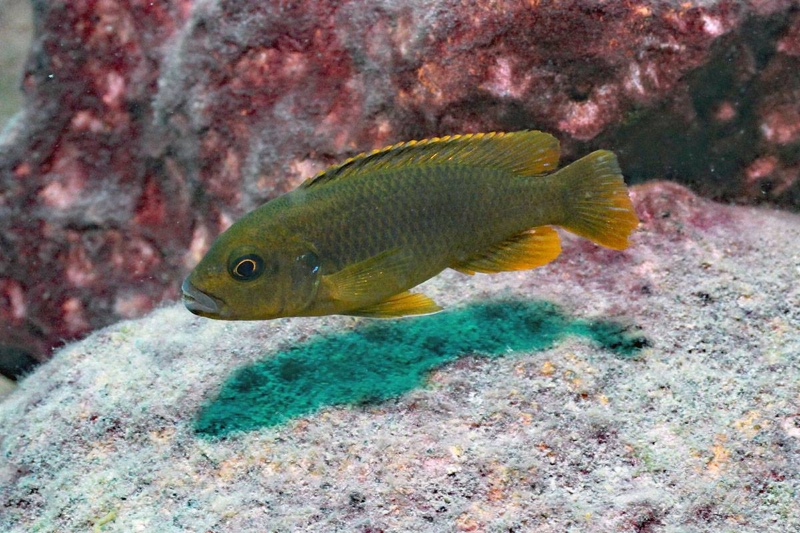 Iodotropheus sprengerae 'Makokola Reef'